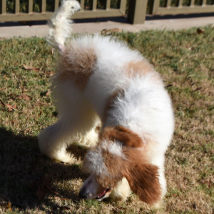 Poodle Puppy Taisley