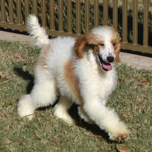 Poodle Puppy Taisley