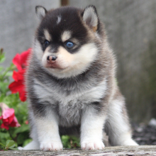 Pomsky Puppy Midnight Star