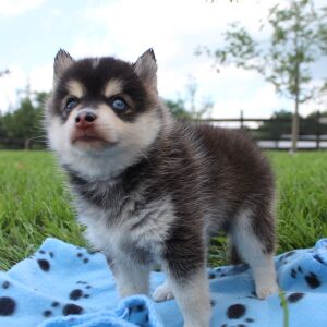 Pomsky Puppy Midnight Star
