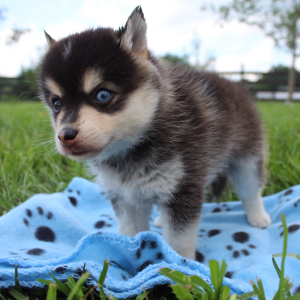 Pomsky Puppy Midnight Star