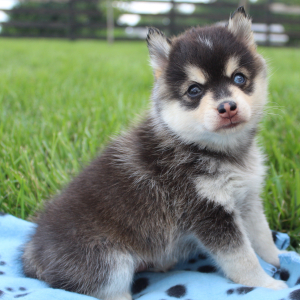 Pomsky Puppy Midnight Star