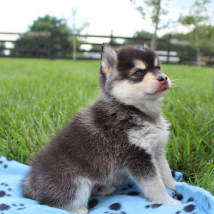 Pomsky Puppy Midnight Star
