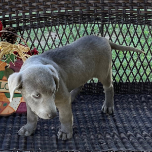 Labrador Retriever Puppy Willow