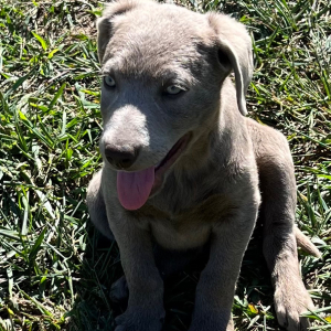 Labrador Retriever Puppy Willow