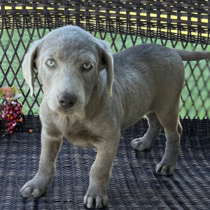 Labrador Retriever Puppy Willow