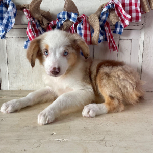Australian Shepherd Puppy Sienna