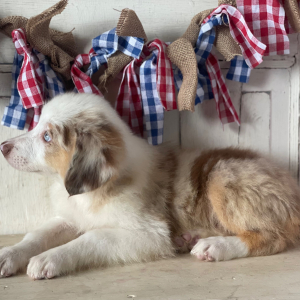 Australian Shepherd Puppy Sienna