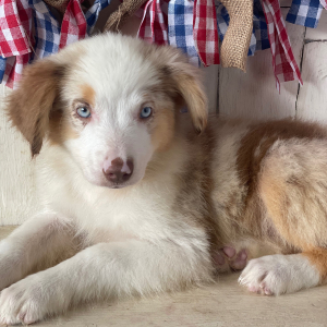 Australian Shepherd Puppy Sienna