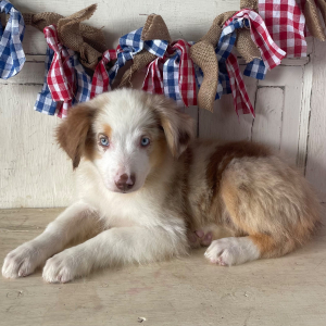 Australian Shepherd Puppy Sienna