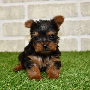 Yorkshire Terrier Puppy Loki
