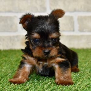 Yorkshire Terrier Puppy Loki