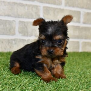 Yorkshire Terrier Puppy Loki