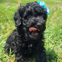 Cockapoo Puppy Dixie