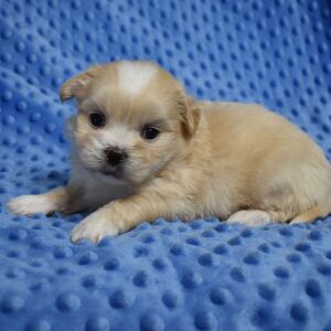 Mal-Shi Puppy Boomer
