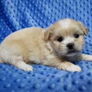 Mal-Shi Puppy Boomer