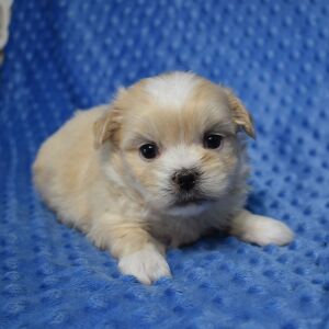 Mal-Shi Puppy Boomer