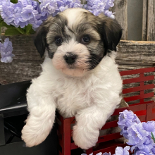 Havanese Puppy Pierre