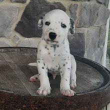 Dalmatian Puppy Spot