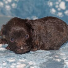 Miniature Schnauzer Puppy Camille