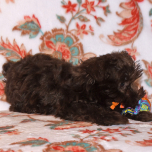 Miniature Schnauzer Puppy Camille