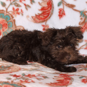 Miniature Schnauzer Puppy Camille