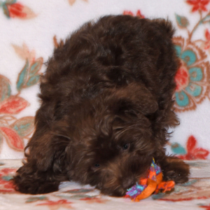 Miniature Schnauzer Puppy Camille