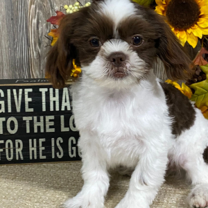 Shih Tzu Puppy Winford