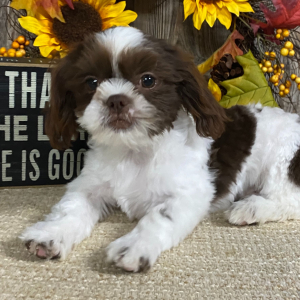 Shih Tzu Puppy Winford