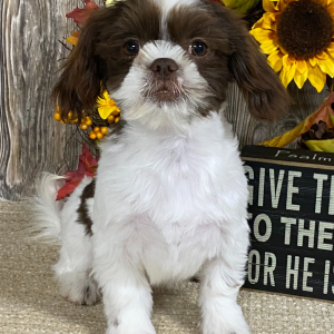 Shih Tzu Puppy Winford