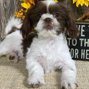 Shih Tzu Puppy Winford