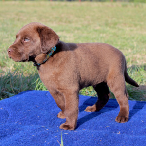 Labrador Retriever Puppy Milo