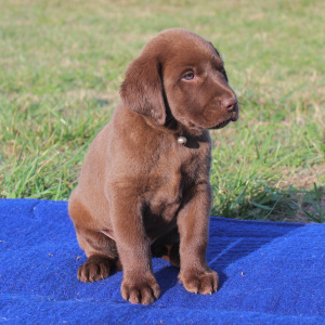 Labrador Retriever Puppy Milo