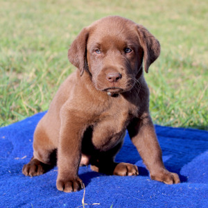 Labrador Retriever Puppy Milo