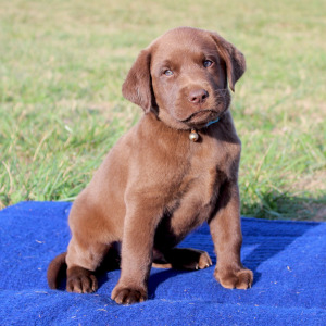 Labrador Retriever Puppy Milo