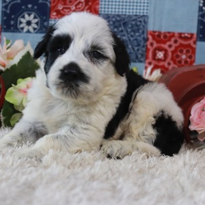 Portuguese Water Dog Puppy Felix
