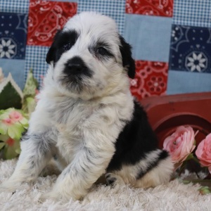Portuguese Water Dog Puppy Felix