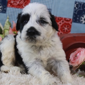 Portuguese Water Dog Puppy Felix