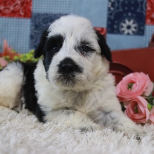 Portuguese Water Dog Puppy Felix