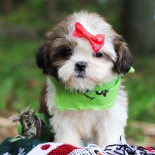 Shih Tzu Puppy Ali