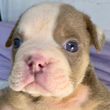 Bulldog Puppy Kiwi