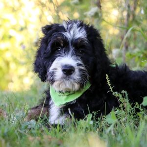 Bernedoodle Puppy Pepperjack