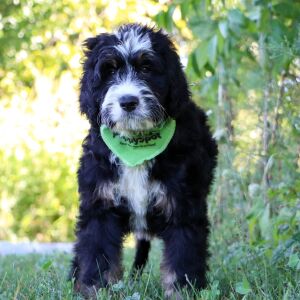 Bernedoodle Puppy Pepperjack