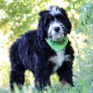 Bernedoodle Puppy Pepperjack