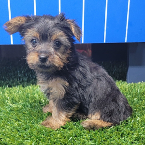 Yorkshire Terrier Puppy Kallie