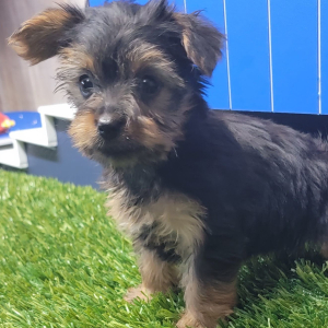 Yorkshire Terrier Puppy Kallie