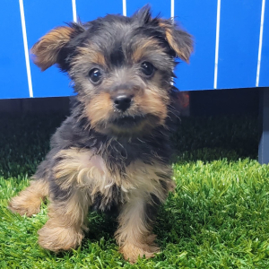 Yorkshire Terrier Puppy Kallie