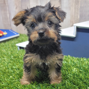 Yorkshire Terrier Puppy Kallie