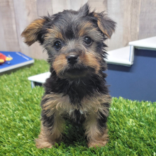 Yorkshire Terrier Puppy Kallie