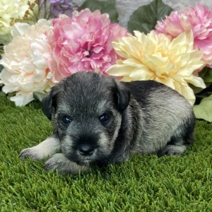 Miniature Schnauzer Puppy Corinna